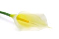 Single calla Royalty Free Stock Photo