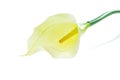 Single calla Royalty Free Stock Photo