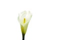 Single calla Royalty Free Stock Photo