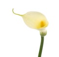 Single calla lily Royalty Free Stock Photo