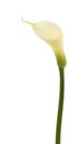 Single calla lily Royalty Free Stock Photo