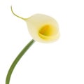 Single calla lily Royalty Free Stock Photo