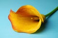 Single calla lily Royalty Free Stock Photo