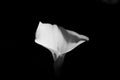 A single calla lily flower in black and white Royalty Free Stock Photo