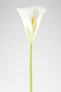 Single calla lily Royalty Free Stock Photo