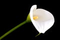 Single calla lily Royalty Free Stock Photo