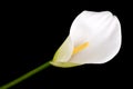 Single calla lily Royalty Free Stock Photo