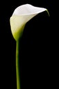 Single calla lily Royalty Free Stock Photo