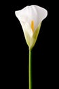 Single calla lily Royalty Free Stock Photo