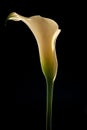 Single calla lily isolated on black Royalty Free Stock Photo