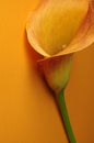 Single calla lily Royalty Free Stock Photo