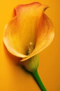 Single calla lily Royalty Free Stock Photo