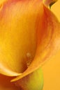 Single calla lily Royalty Free Stock Photo