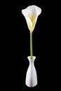 Single calla lily in a vase Royalty Free Stock Photo