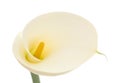 Single  calla lily Royalty Free Stock Photo