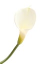 Single  calla lily Royalty Free Stock Photo