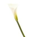 Single  calla lily Royalty Free Stock Photo