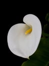 Isolated Single calla lily with copyspace Royalty Free Stock Photo