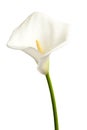Single calla Royalty Free Stock Photo