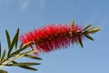 Single Callistemon Citrinus Flower - Crimson Red Bottlebrush Royalty Free Stock Photo