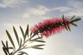 Single Callistemon Citrinus Flower - Crimson Red Bottlebrush Royalty Free Stock Photo