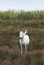 White Horse with a Cattle Egret on Its Back Royalty Free Stock Photo