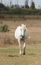 One Camargue Horse Walking Toward Camera Royalty Free Stock Photo