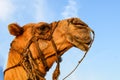 Single camel headshot on the background of blue sky, India Royalty Free Stock Photo