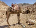 A single camel resting at the Mount Sinai in Egypt. Royalty Free Stock Photo