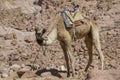 A single camel resting at the Mount Sinai in Egypt. Royalty Free Stock Photo