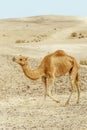 Single camel walking through dry desert in middle east dunes Royalty Free Stock Photo