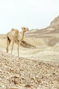 Single camel walking through dry and warm desert dunes Royalty Free Stock Photo