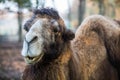 Camel in zoo eating grass Royalty Free Stock Photo