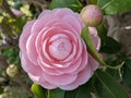 Single Camellia flower with buds and green leafs close up Royalty Free Stock Photo