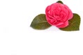 Single Camellia isolated on a white background Royalty Free Stock Photo