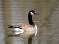 Single Canada Goose floating on still water with a reflection Royalty Free Stock Photo