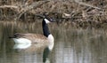 Single Canada Goose floating on still water with a reflection Royalty Free Stock Photo