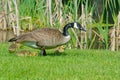 Single Canada Goose with goslings. Royalty Free Stock Photo