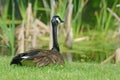 Single Canada Goose looking over pond. Royalty Free Stock Photo