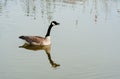 Single Canada Goose on pond. Royalty Free Stock Photo