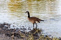 Single Canada Goose Walking At Edge Of River Royalty Free Stock Photo