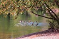 single canadian goose in a group of ducks Royalty Free Stock Photo