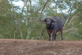 Single Cape Buffalo [syncerus caffer] bull with green background in South Africa Royalty Free Stock Photo