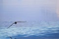 Single Cape Petrel flying. Antarctica. Landscape and seascape Royalty Free Stock Photo