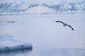 Single Cape Petrel flying. Antarctica. Landscape and seascape Royalty Free Stock Photo
