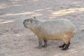 Single Capybara, known also as Chiguire or Carpincho, Hydrochoerus hydrochaeris, in a zoological garden