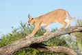 Caracal, South Africa, walking on a tree branch Royalty Free Stock Photo