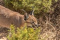 Single Caracal or Felis Caracal caracal, with long pointed ears