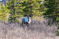 Single caribou grazing in a dry field in Denali National Park, Alaska