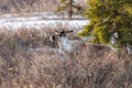 Single caribou grazing in a dry field in Denali national Park, Alaska